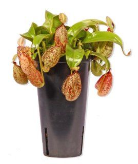 Fleischfressende Pflanze Nepenthes Hookeriana Garten