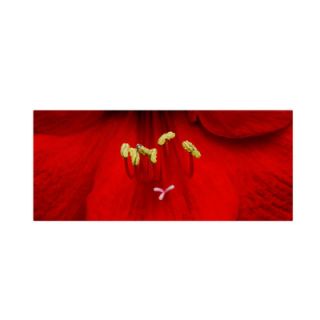 Red (Amaryllis) by Kurt Shaffer Wrapped Photographic Print on Canvas