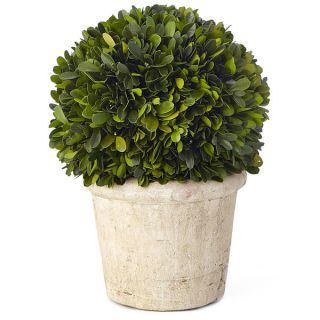 11.5 inch Medium Round Boxwood Preserved (Packed 1 Each)
