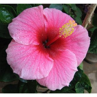 Hawaiian Pink Hibiscus Cuttings (4 Pack)