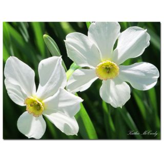 Daffodils by Kathie McCurdy Photographic Print on Canvas