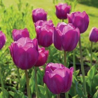 Martha Stewart Living Tulip Purple Prince Dormant Bulbs (54 Pack) DISCONTINUED 70350
