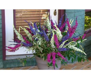 Cottage Farms 3 pc. Flutterby Multi Color 3 in 1 Butterfly Bush —