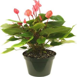 Delray Plants Anthurium Red in 8 in. Azalea Pot 10ANTRED