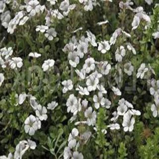 3.5 in. Alpine Baby's Breath Plant G3484CL