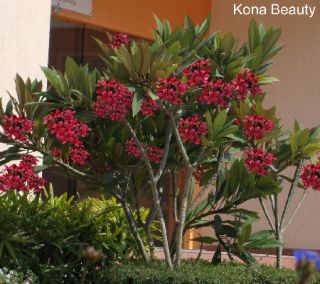 Robertas 3 pc. Konas Choice Hawaiian Plumeria Red —