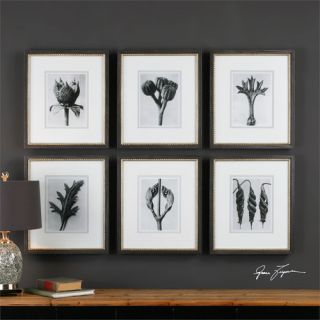Botany Specimen 6 Piece Framed Photographic Print Set by Darby Home Co
