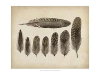 Vintage Feathers VIII Poster Print (22 x 18)