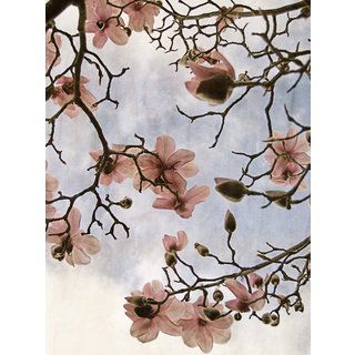 Ariane Moshayedi Steel Magnolias Canvas Art   15316699  