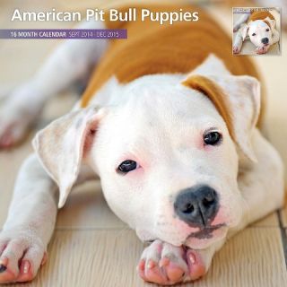 American Pit Bull Puppies 2015 Wall Calendar