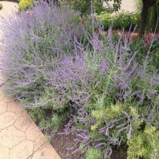 OnlinePlantCenter 1 Gal. Russian Sage Plant R003CL