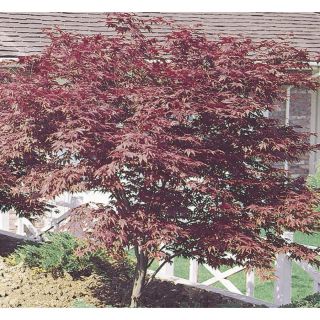 3.74 Gallon Red Japanese Maple (L3165)