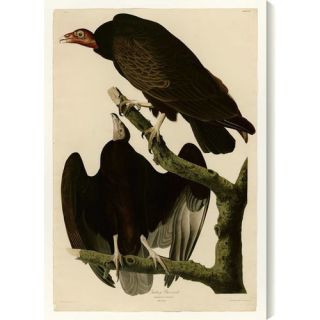 Turkey Buzzard by John James Audubon Graphic Art on Wrapped Canvas