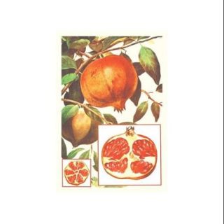 Pomegranate Print (Canvas 12x18)