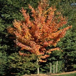 OnlinePlantCenter 2 gal. New World Red Maple Tree A3691G2