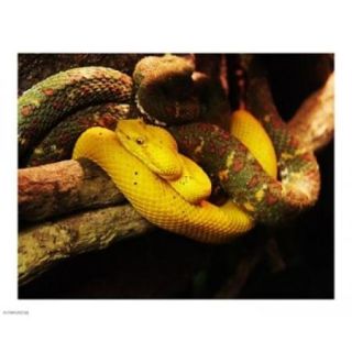 Eyelash Pit Viper Poster Print (10 x 8)