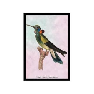 Hummingbird Trochilus Petasphorus Print (Canvas 20x30)