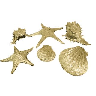 Gold Resin Sea Shell 6 piece Decoration Set   17161832  