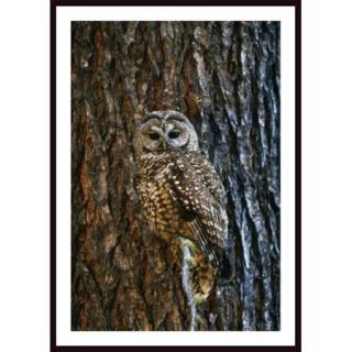 Printfinders 'Mexican Spotted Owl Camouflaged Against Tree Bark' by David Ponton Framed Photographic Print
