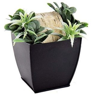 Creative Branch Succulents Desk Top Plant in Planter