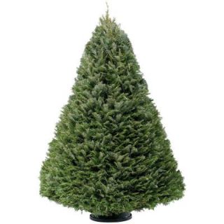 6 ft.   7 ft. Fresh Cut Grand Fir Christmas Tree (In Store Only) 67FCGF2013