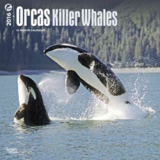 Orcas, Killer Whales 2016 Calendar