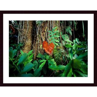 Printfinders Rain Forest by John K. Nakata Framed Photographic Print